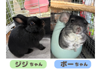 ジジボー